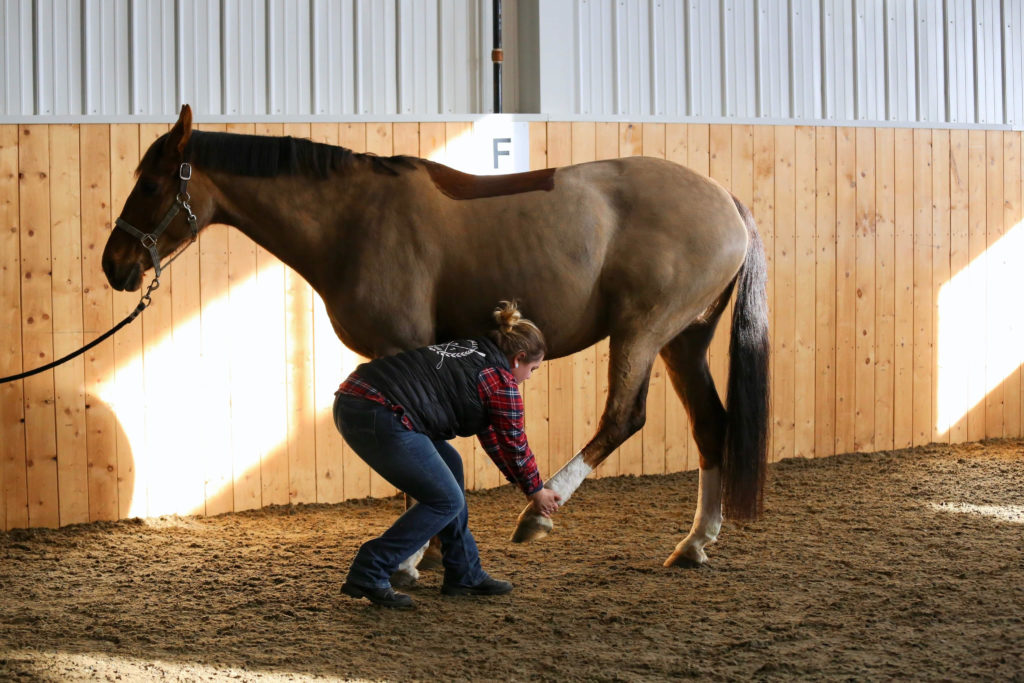 equine pulse therapy