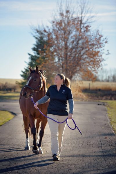 Motion Equine Veterinary Services